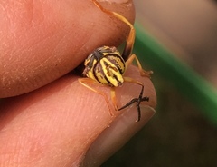 Spilomyia alcimus
