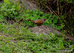 Trochalopteron lineatum