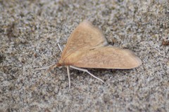 Saucrobotys futilalis