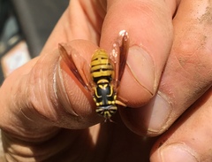 Spilomyia alcimus