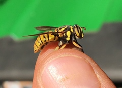Spilomyia alcimus