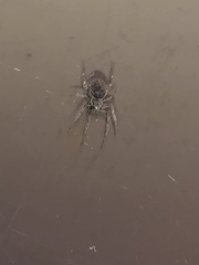 Larinioides sclopetarius