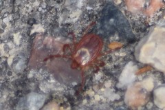 Dermacentor variabilis