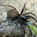 Black House Spider - Photo (c) Steve Kerr, some rights reserved (CC BY), uploaded by Steve Kerr