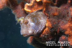 Parablennius postoculomaculatus