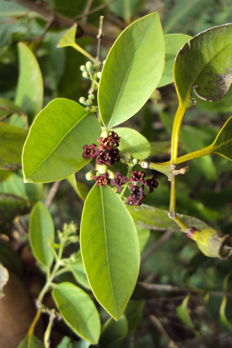 Santalum album