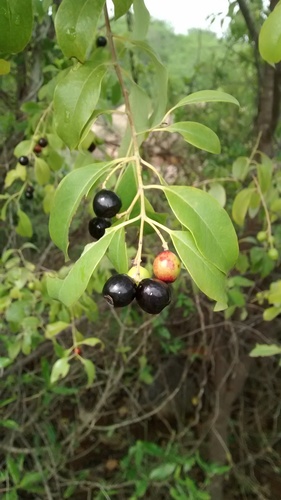 Santalum album