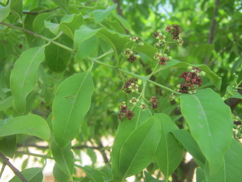 Santalum album