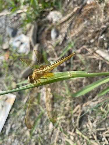Scarlet Skimmer