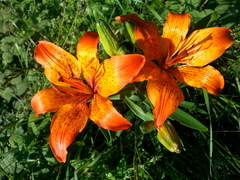 Lilium bulbiferum