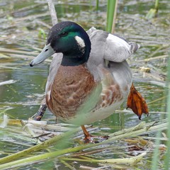 Anas platyrhynchos × Mareca americana