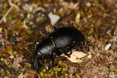 Liparus coronatus