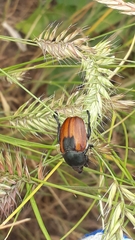 Anisoplia austriaca