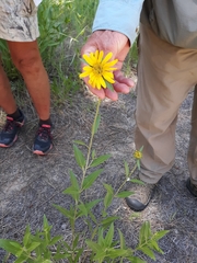 Helianthella
