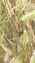 Anisoplia austriaca
