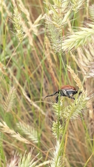Anisoplia austriaca
