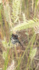 Anisoplia austriaca