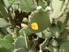 Opuntia cacanapa