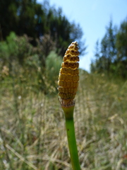 Equisetum laevigatum