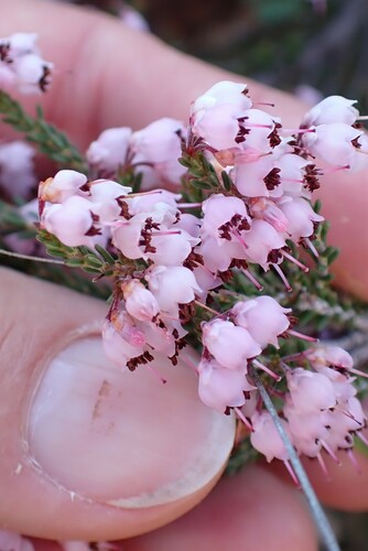 Ordinary Heath (Erica umbelliflora)