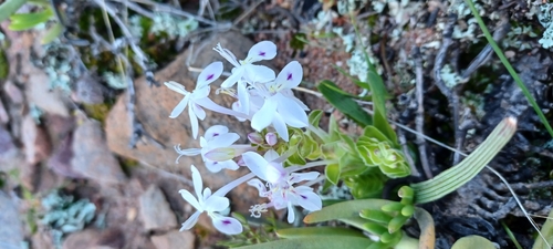 Image of Lapeirousia pyramidalis by (c) Danie Palm, some rights reserved (CC BY)