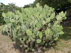 Opuntia cacanapa