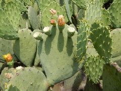 Opuntia cacanapa