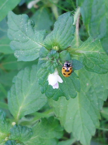 Hippodamia septemmaculata