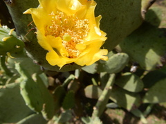 Opuntia cacanapa
