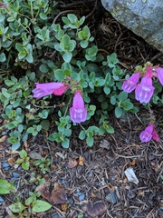 Penstemon rupicola