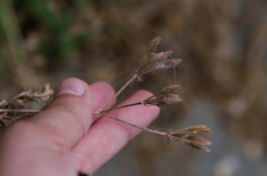Chaerophyllum nodosum