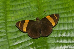 Celaenorrhinus suthina