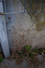 Chaerophyllum nodosum