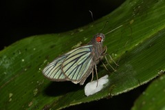 Carystus ploetzi