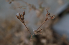 Chaerophyllum nodosum