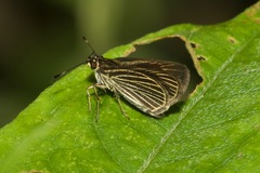 Apaustus gracilis