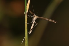 Stenoptilia pterodactyla