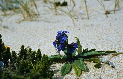 Anchusa calcarea (Anchusa calcarea)