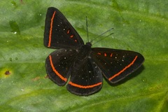 Amarynthis meneria