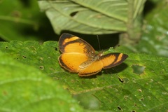 Tegosa anieta