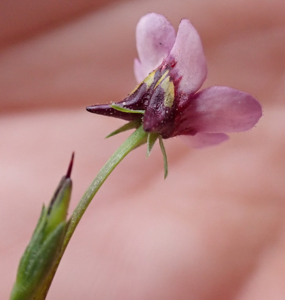 Diascia maculata