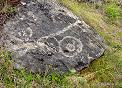 Dimelaena