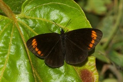 Lymanopoda acraeida