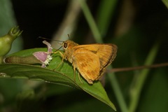 Racta plasma