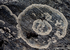 Dimelaena