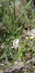 Astragalus convallarius