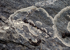 Dimelaena