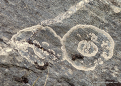 Dimelaena