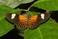 Heliconius elevatus