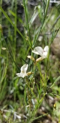 Astragalus convallarius